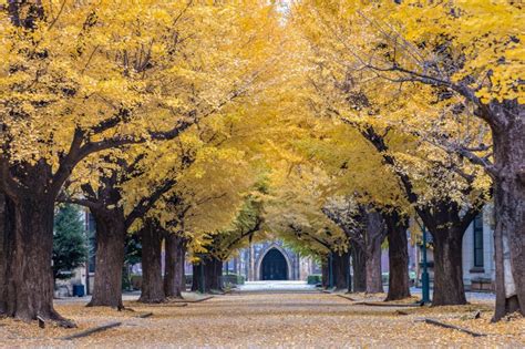 怎麼去東京大學：多元視角下的攻讀策略與考慮因素